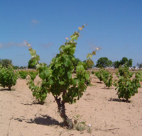 Vino de la Tierra de Formentera - Îles Baléares - Produits agroalimentaires, appellations d'origine et gastronomie des Îles Baléares